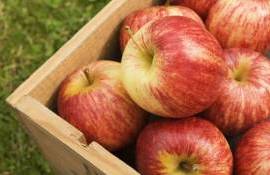 Экспорт молдавских яблок в марте – объемы отгрузок на среднем уровне - agroexpert.md