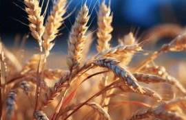 Прогнозы урожая пшеницы: в странах ЕС ожидается рост - agroexpert.md