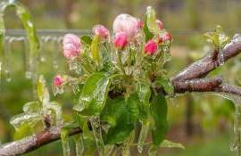 Минсельхоз объяснил, как зафиксировать ущерб от заморозков - agroexpert.md