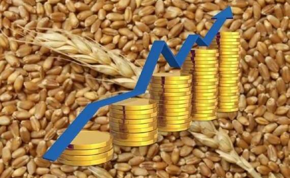 Европейский рынок пшеницы в понедельник: цены растут на 1,3 процента - agroexpert.md