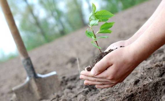 extinderea pădurilor din Moldova - agroexpert.md