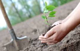 extinderea pădurilor din Moldova - agroexpert.md