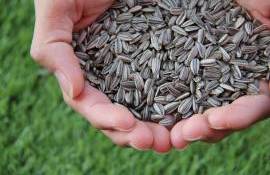 Export record de floarea soarelui, dar cu prețuri încă în revenire