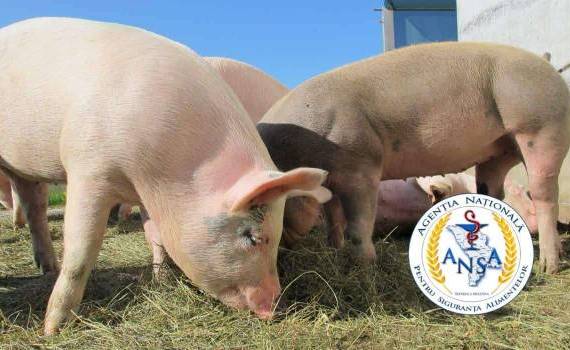 В Молдове выявили два новых очага АЧС и один случай бешенства животных - agroexpert.md