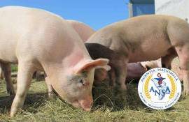 В Молдове выявили два новых очага АЧС и один случай бешенства животных - agroexpert.md
