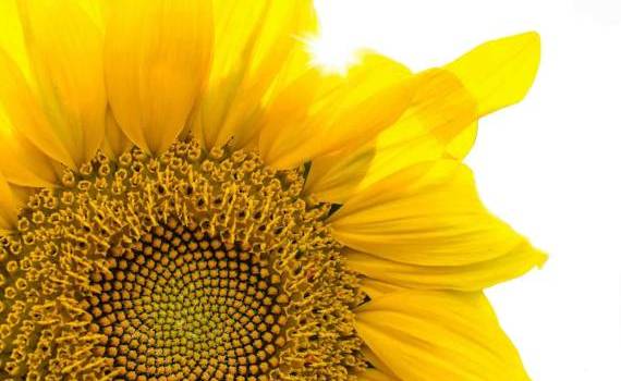 Top destinații pentru floarea-soarelui din RM - agroexpert.md