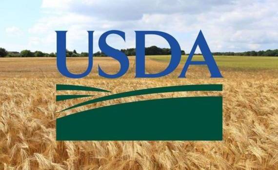 Снижение прогноза мирового импорта и потребления пшеницы давит на котировки - agroexpert.md