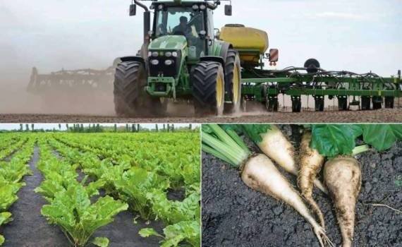 Из-за заморозков в Молдове могут пересеять 4 тыс. га сахарной свеклы - agroexpert.md