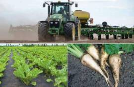 Из-за заморозков в Молдове могут пересеять 4 тыс. га сахарной свеклы - agroexpert.md