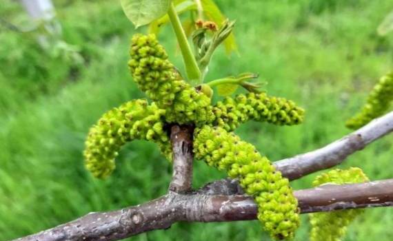 В Молдове сады грецкого ореха в основном выдержали весенние заморозки - agroexpert.md