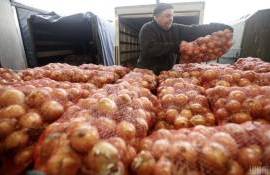 Экспансия украинского лука на рынок Европы усиливается - agroexpert.md