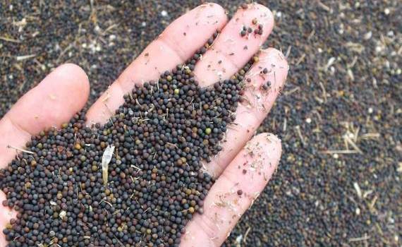 В Украине в 2025/26 МГ прогнозируют падение производства и экспорта рапса - agroexpert.md