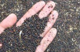 В Украине в 2025/26 МГ прогнозируют падение производства и экспорта рапса - agroexpert.md
