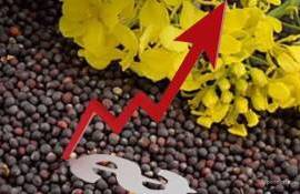 Биржевые котировки масличных на мировых площадках пошли вверх - agroexpert.md