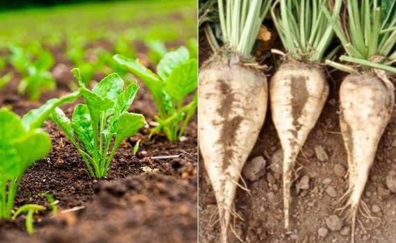 Производители сахара оценили ущерб от заморозков в 53 млн леев - agroexpert.md