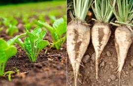 Производители сахара оценили ущерб от заморозков в 53 млн леев - agroexpert.md