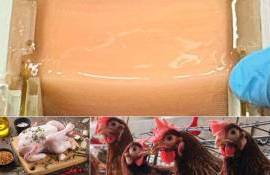 Японские учёные вырастили в лаборатории куриное мясо - agroexpert.md