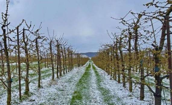 Заморозки нанесли существенный ущерб румынским садоводам - agroexpert.md