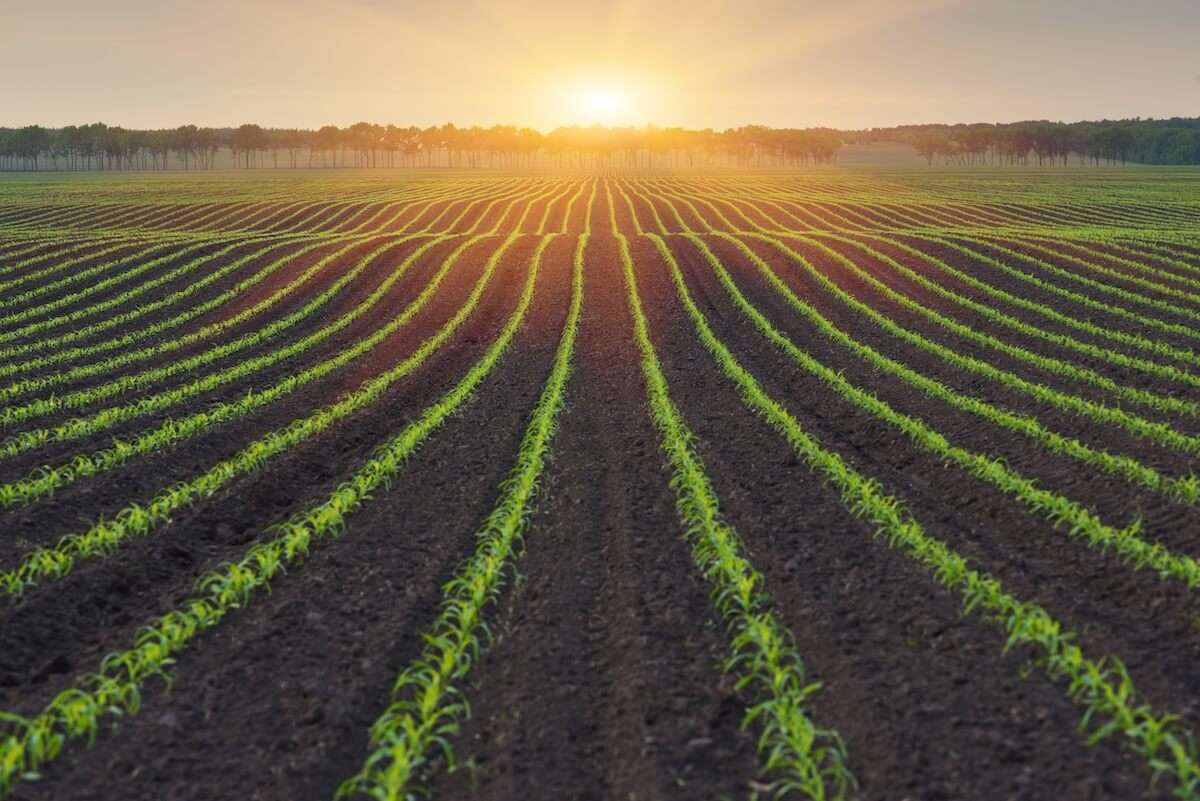 Impactul inovației: produsele biologice revoluționează agricultura