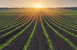Impactul inovației: produsele biologice revoluționează agricultura