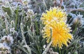 В Молдове в конце апреля опять возможны заморозки - agroexpert.md
