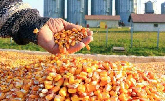 В 2025/26 МГ Украина может вернуть утраченную долю на рынке кукурузы в ЕС - agroexpert.md