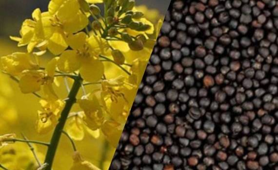 На рынке Украины намечается дефицит рапса нового урожая - agroexpert.md