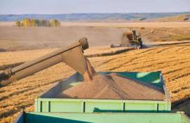 Экспорт румынских зерновых на 20 апреля – средние цены - agroexpert.md