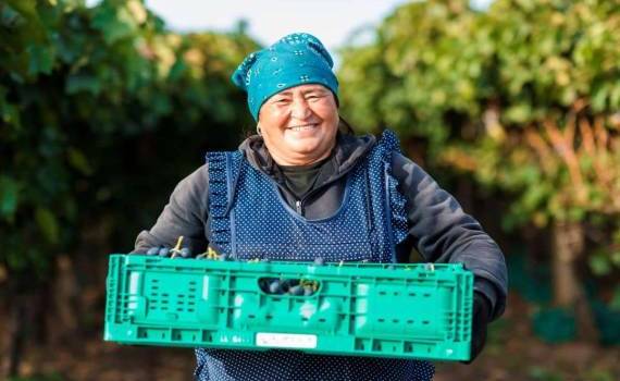 De la Cahul în Europa: Drumul strugurilor moldovenești spre piața europeană - agroexpert.md