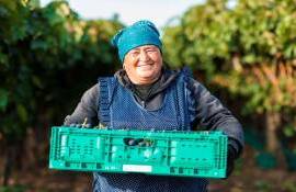 De la Cahul în Europa: Drumul strugurilor moldovenești spre piața europeană - agroexpert.md