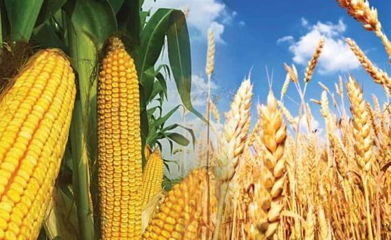 В Украине цена кукурузы и продовольственной пшеницы сравнялась - agroexpert.md