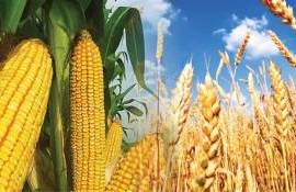 В Украине цена кукурузы и продовольственной пшеницы сравнялась - agroexpert.md