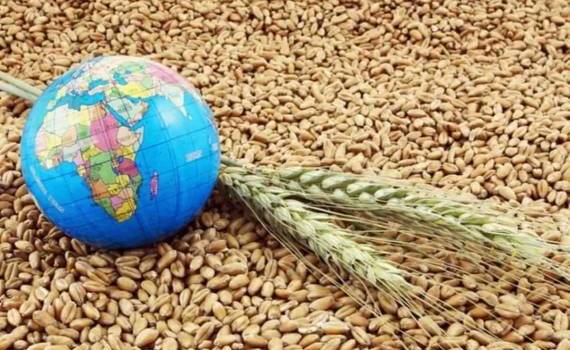 Обзор рынка зерна: Пшеница - agroexpert.md