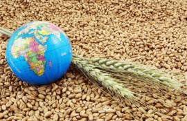 Обзор рынка зерна: Пшеница - agroexpert.md