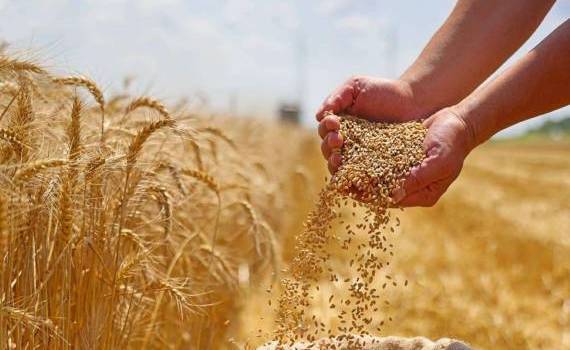 Новые прогнозы ЕС по урожайности зерна и рапса в 2025 году - agroexpert.md