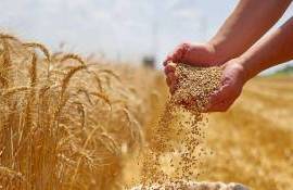 Новые прогнозы ЕС по урожайности зерна и рапса в 2025 году - agroexpert.md
