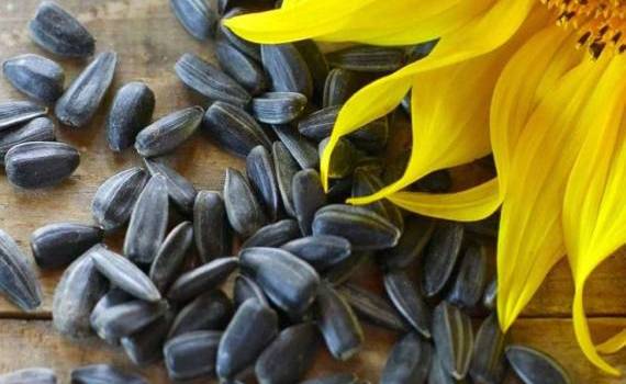 В Украине предлагают импортировать сырье для переработки подсолнечника - agroexpert.md