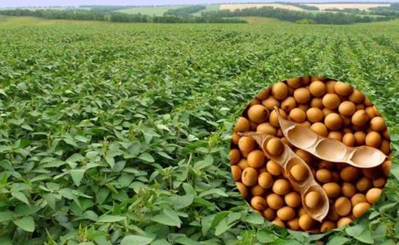 Модель для точного подсчета посевов сои создана в Китае - agroexpert.md