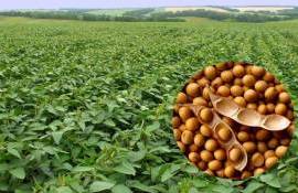 Модель для точного подсчета посевов сои создана в Китае - agroexpert.md