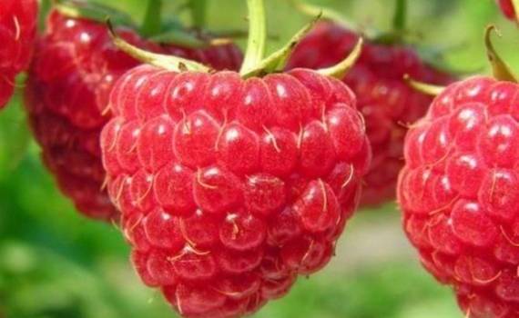 Перспективы украинской малины на международном рынке - agroexpert.md