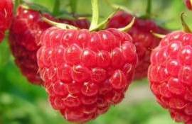 Перспективы украинской малины на международном рынке - agroexpert.md