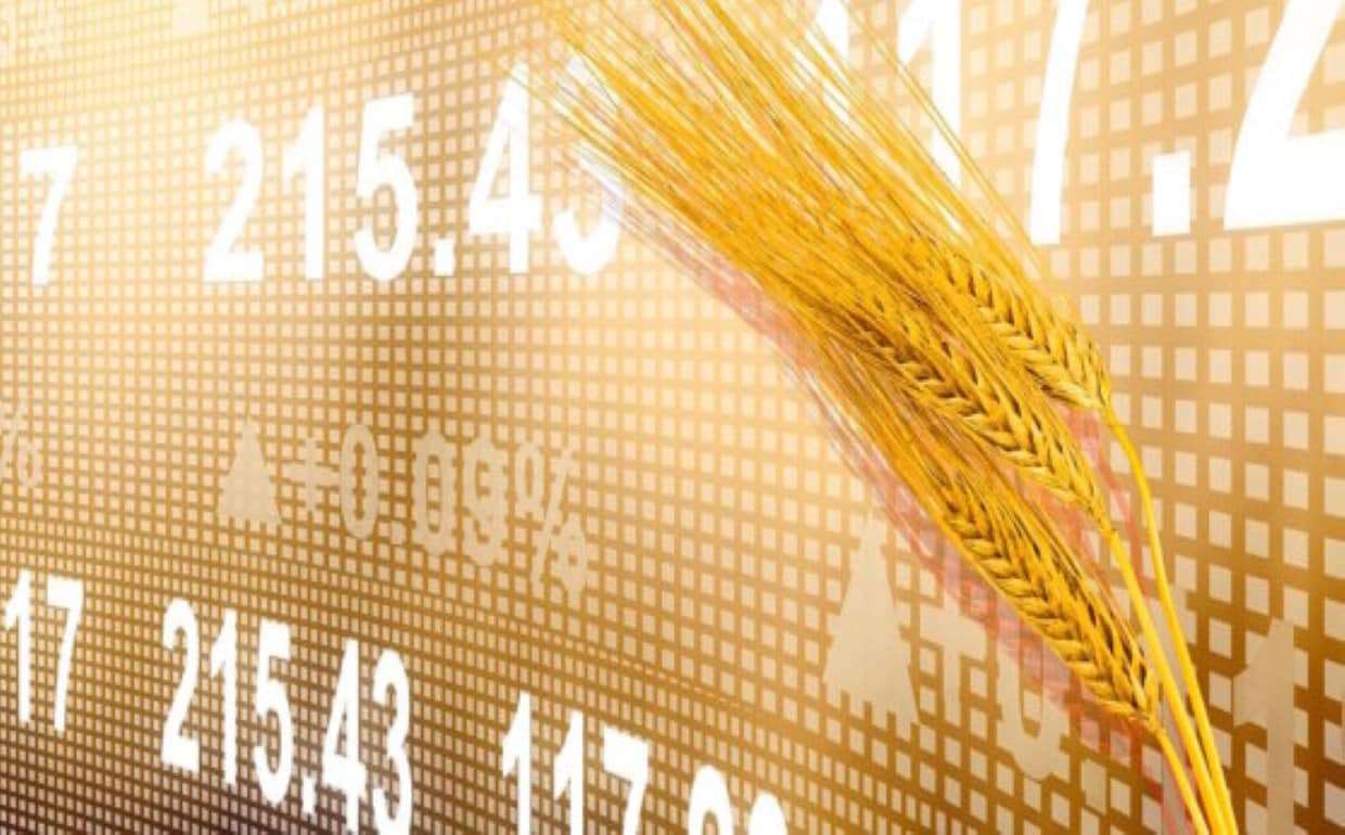 CME запустит новый контракт на черноморскую пшеницу в июне - agroexpert.md
