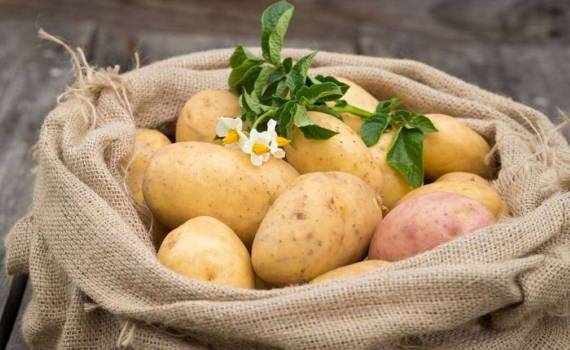 Почему в Молдове картофель такой дорогой - agroexpert.md