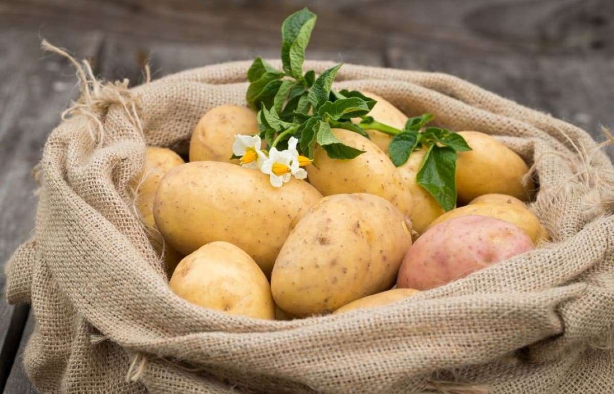 Почему в Молдове картофель такой дорогой - agroexpert.md