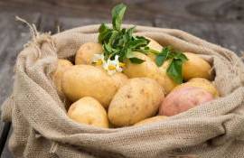 Почему в Молдове картофель такой дорогой - agroexpert.md