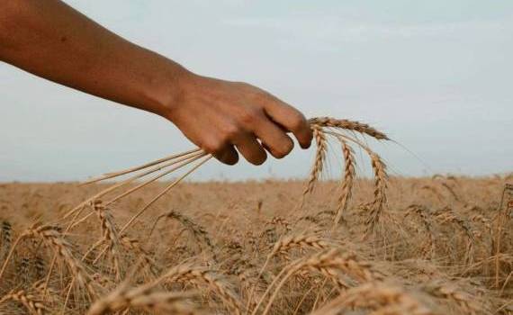 ЕС в текущем сезоне смещает акценты в импорте пшеницы и кукурузы - agroexpert.md