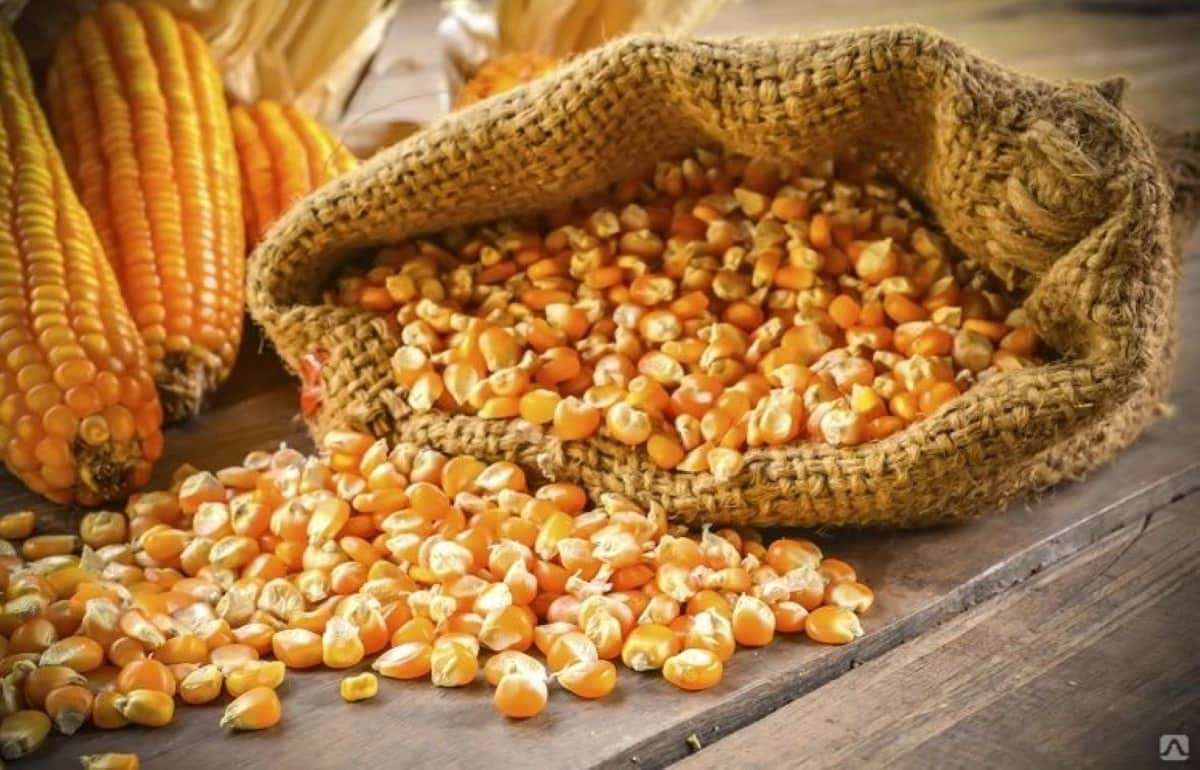 Цена кукурузы на украинском экспортном рынке продолжает расти - agroexpert.md