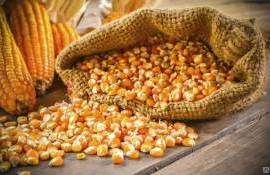 Цена кукурузы на украинском экспортном рынке продолжает расти - agroexpert.md