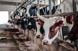 В Молдове поголовье свиней сокращается, а КРС, овец и кур – растет - agroexpert.md