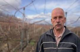 Виноградарям будет сложно оценить ущерб, нанесенный заморозками - agroexpert.md